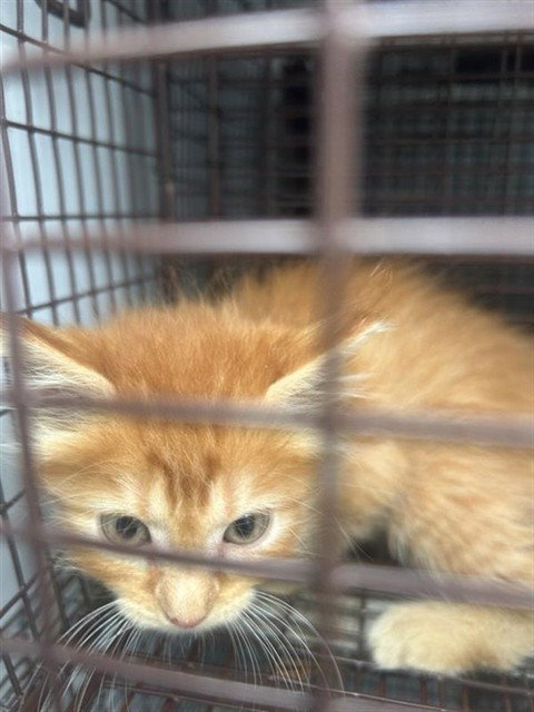 A662979, a cat for adoption from Harris County Pets
