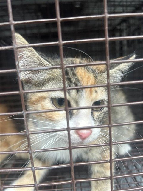 A662980, a cat for adoption from Harris County Pets