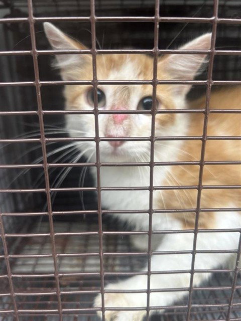 A662981, a cat for adoption from Harris County Pets