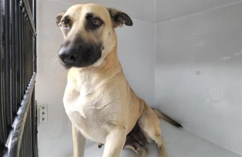 A662982, a dog for adoption from Harris County Pets