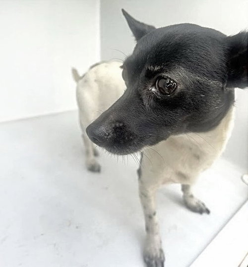 A662984, a dog for adoption from Harris County Pets