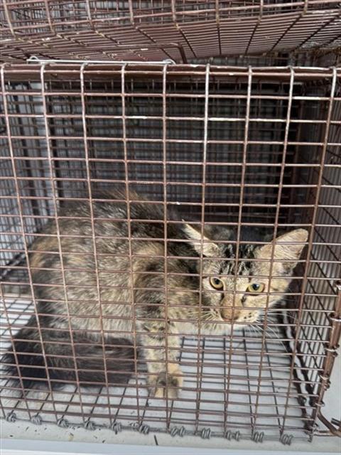 A662985, Domestic Short Hair
