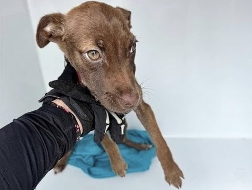 A662988, a dog for adoption from Harris County Pets