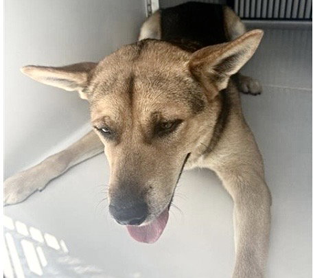 A662992, a dog for adoption from Harris County Pets