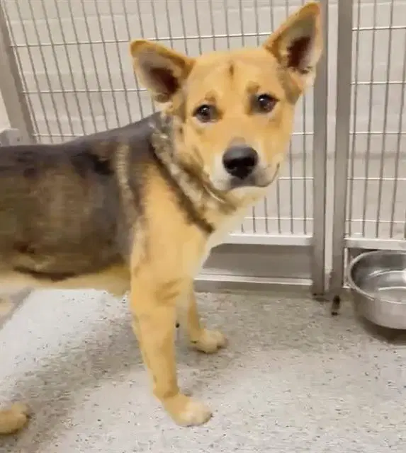 Unknown - German Shepherd Dog