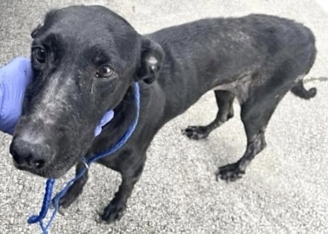 A663000, a dog for adoption from Harris County Pets