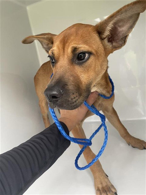 A663005, Black Mouth Cur