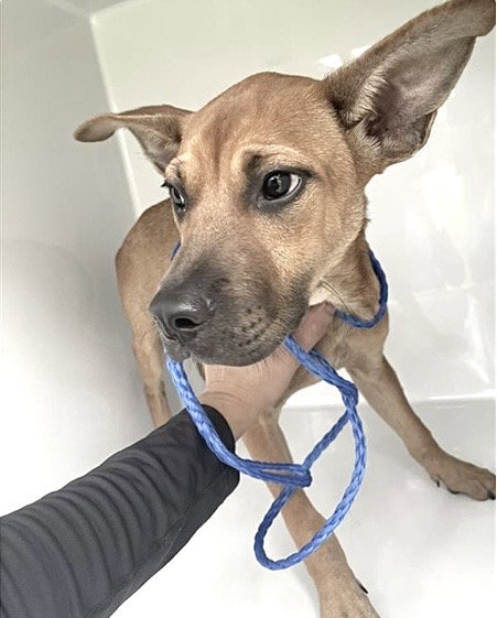 A663005, Black Mouth Cur