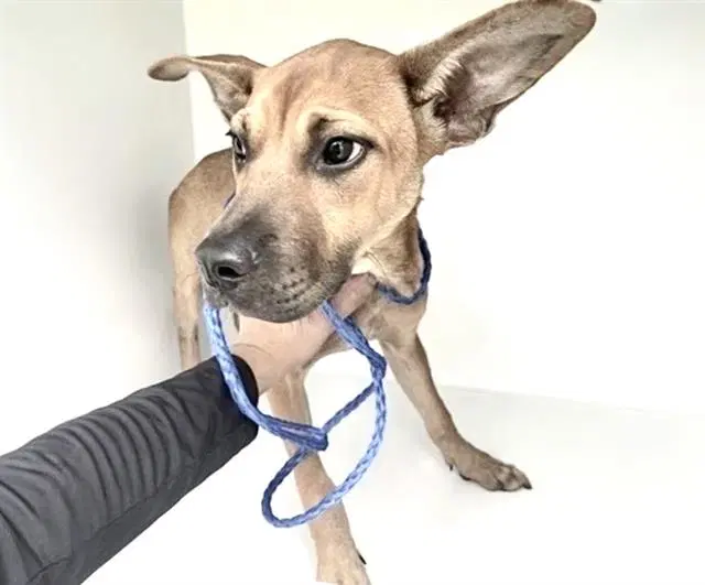Unknown - Black Mouth Cur