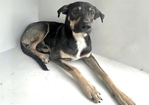 A663013, a dog for adoption from Harris County Pets