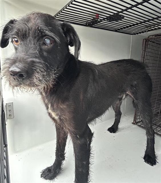 A663019, Miniature Schnauzer
