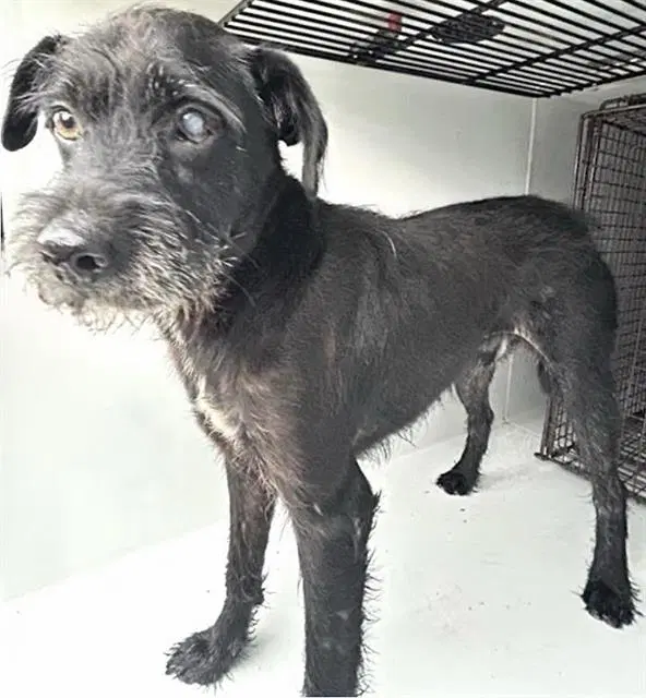 Unknown - Miniature Schnauzer