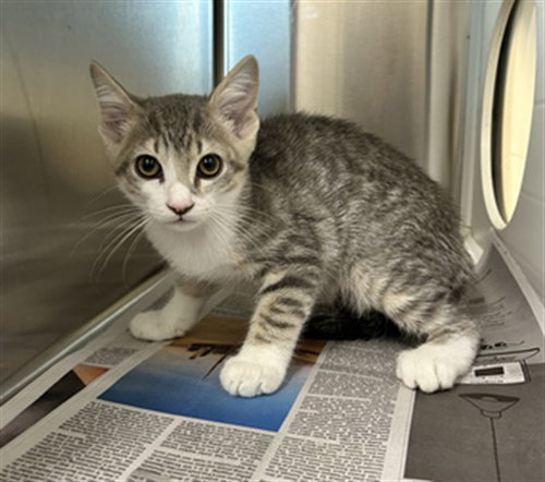 A662102, a cat for adoption from Harris County Pets