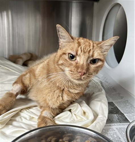 TOAST, a cat for adoption from Harris County Pets