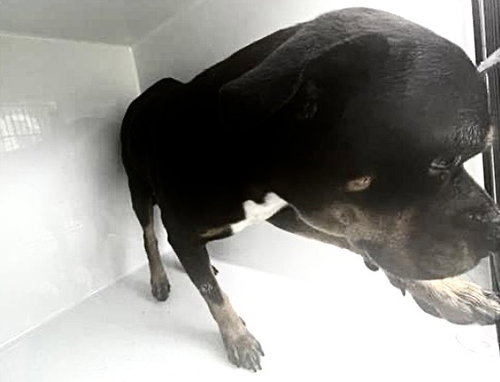 A663030, a dog for adoption from Harris County Pets