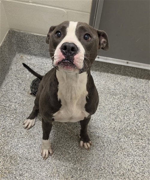 ROCKY, a dog for adoption from Harris County Pets