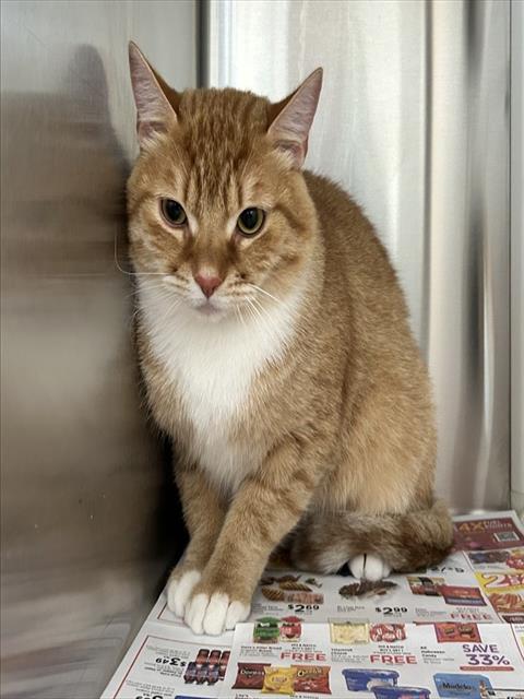 CANELO, a cat for adoption from Harris County Pets