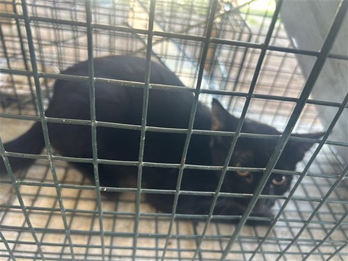 A663050, a cat for adoption from Harris County Pets