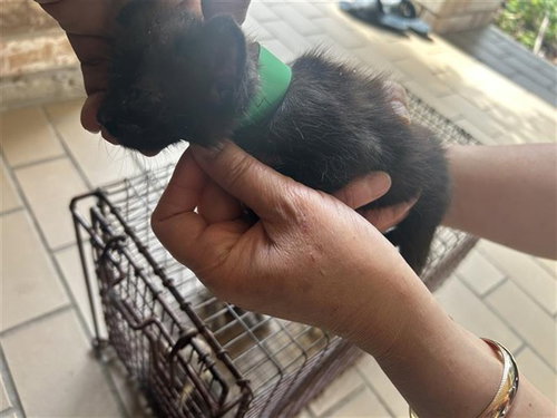 A663057, a cat for adoption from Harris County Pets
