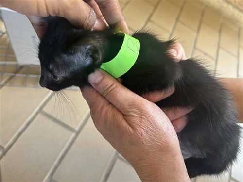 A663064, a cat for adoption from Harris County Pets