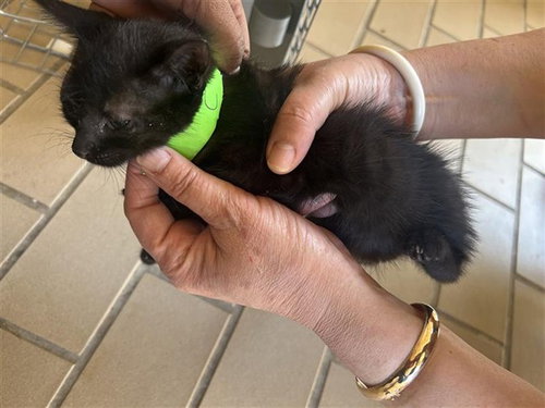 A663066, a cat for adoption from Harris County Pets