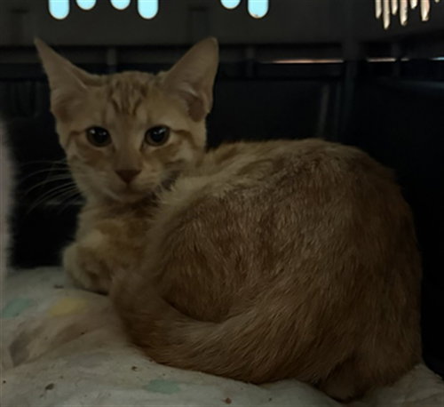 A661472, a cat for adoption from Harris County Pets