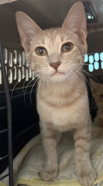A661474, a cat for adoption from Harris County Pets