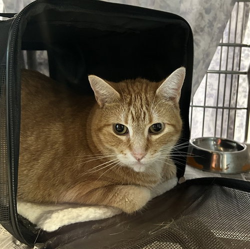 NALA, a cat for adoption from Harris County Pets