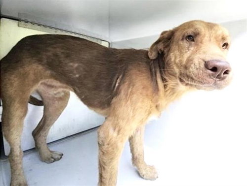 A663034, a dog for adoption from Harris County Pets