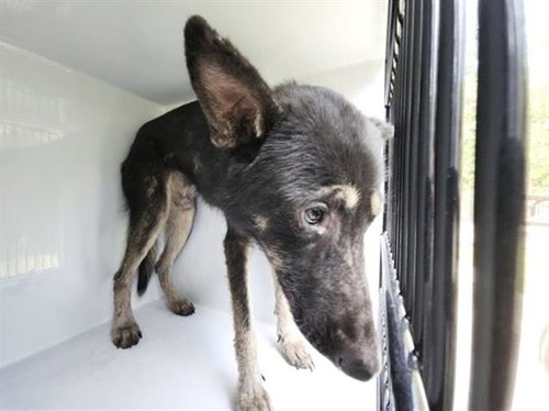 A663037, a dog for adoption from Harris County Pets