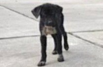 A663039, a dog for adoption from Harris County Pets
