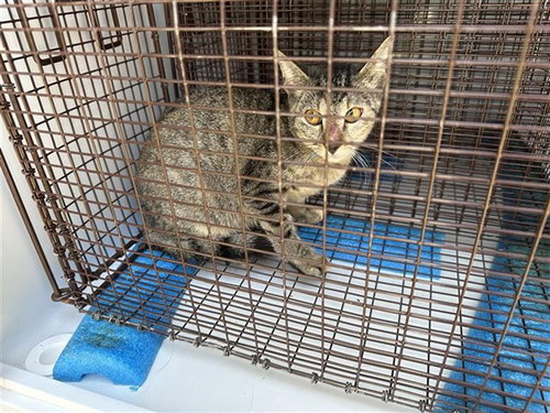 A663046, a cat for adoption from Harris County Pets
