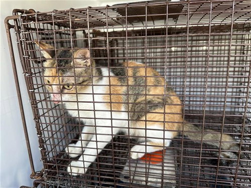 A663049, a cat for adoption from Harris County Pets