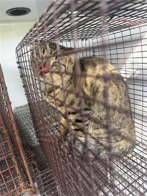 A663051, a cat for adoption from Harris County Pets