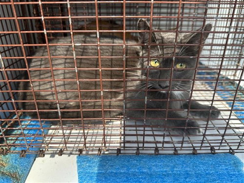A663068, a cat for adoption from Harris County Pets