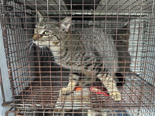 A663069, a cat for adoption from Harris County Pets
