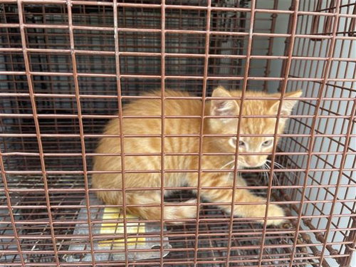 A663072, a cat for adoption from Harris County Pets