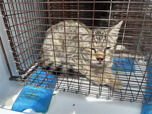 A663073, a cat for adoption from Harris County Pets