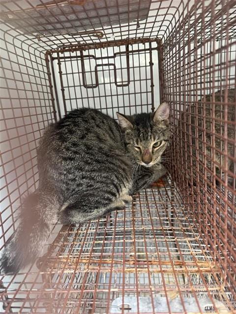 A663080, a cat for adoption from Harris County Pets