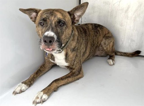 BRUCE, a dog for adoption from Harris County Pets