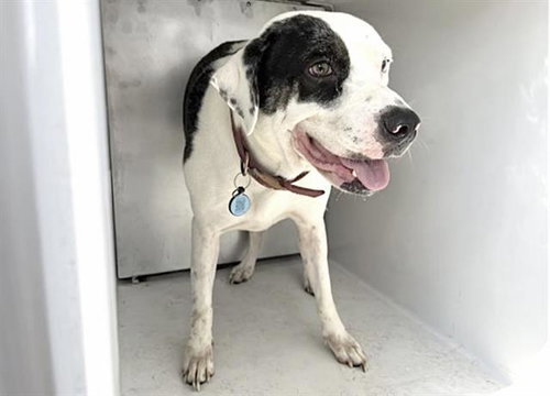 XENA, a dog for adoption from Harris County Pets