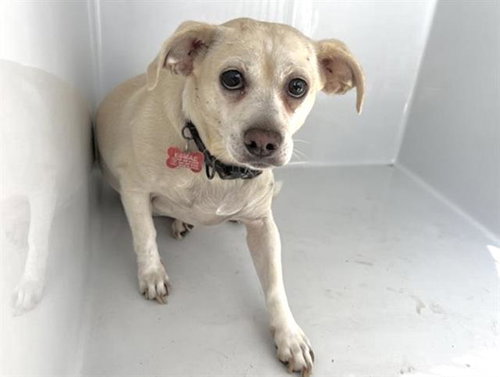 ESMAE, a dog for adoption from Harris County Pets