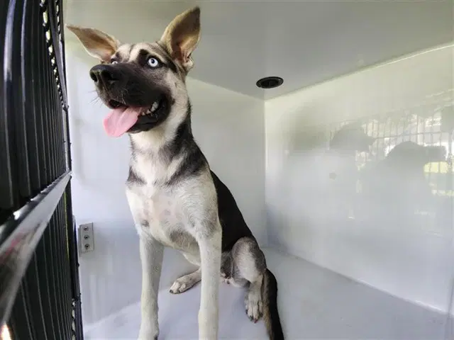 Unknown - German Shepherd Dog
