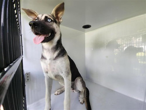 A663108, a dog for adoption from Harris County Pets