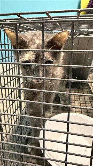 A663109, a cat for adoption from Harris County Pets