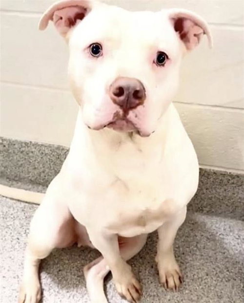 BANSHEE, a dog for adoption from Harris County Pets