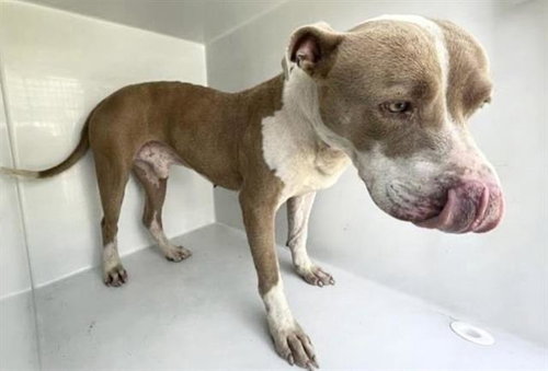 A663081, a dog for adoption from Harris County Pets