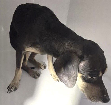 A662487, a dog for adoption from Harris County Pets