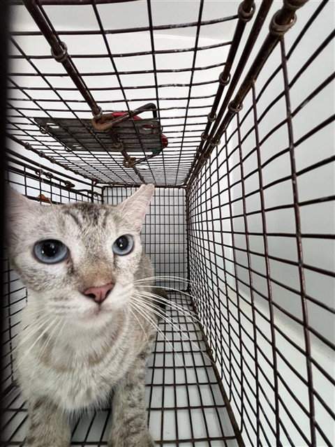 A663094, a cat for adoption from Harris County Pets