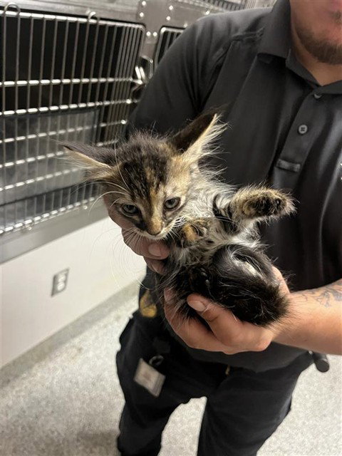 A663096, a cat for adoption from Harris County Pets